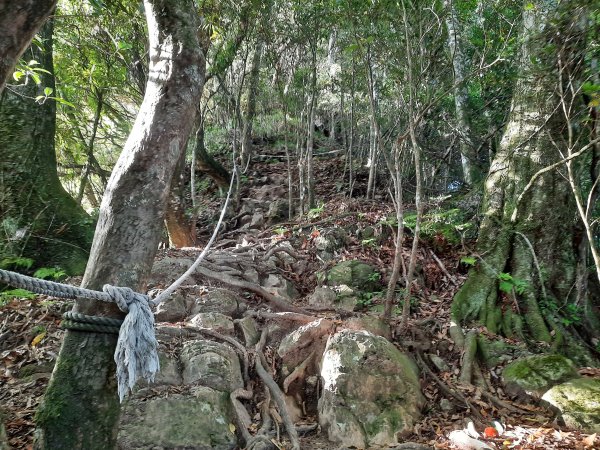 加里山 杜鵑嶺 鐵道 大O型 大坪上1053369