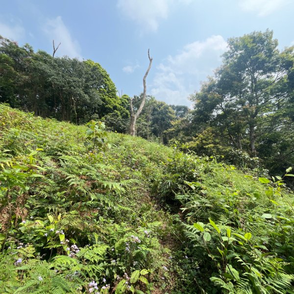 20250407_關刀山步道（苗栗小百岳）2855766