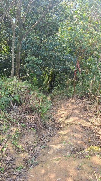 2025-0204 鶯歌_大凍山_三角埔頂山_迴龍2707958