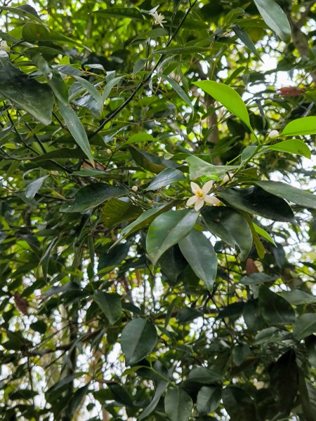 2025-03-29 日月潭「內湖山步道」2750223