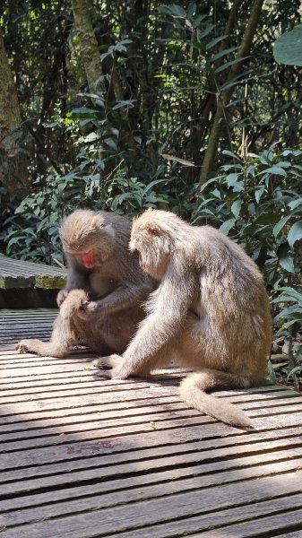 【柴山、壽山、萬壽山，到底哪個才是你！🤣🤣】走一座可以映照出高雄不同時期歷史軌跡的山。