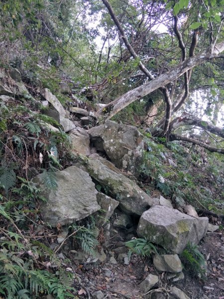 谷關七雄：八唐縱走(八仙山、唐麻丹山)1507570