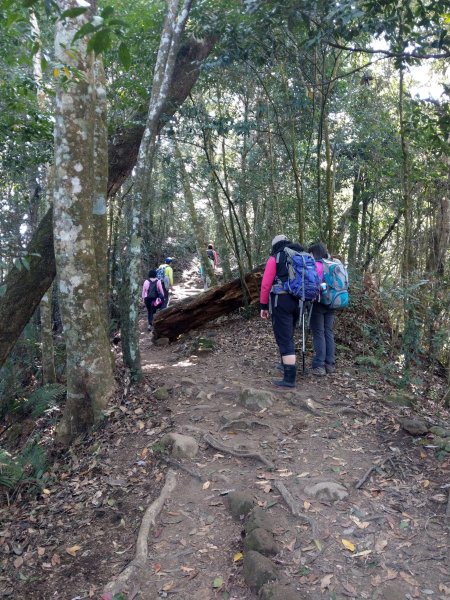 馬那邦山(小百岳#37)登山步道。點點楓紅 2020/12/131425332