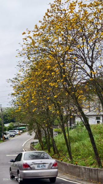 #中山樓 #陽明公園 #十八份 #吉野櫻 #墨染櫻（花葉同開） #山海觀馬場 #黃花風鈴木3011430