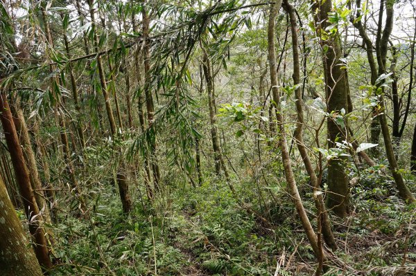 新北 烏來 大桶山、火燒樟山2728786