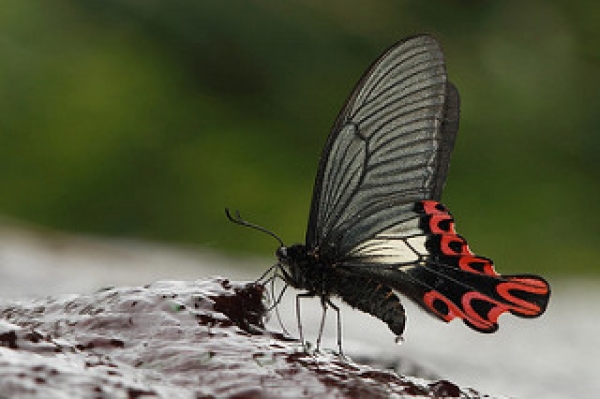 【新聞】北美直飛來台 學者證實「國蝶」寬尾鳳蝶為獨立物種