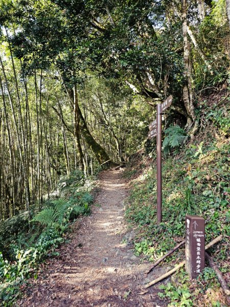 鎮西堡巨木群步道(B區)-(新竹)臺灣百大必訪步道3007826