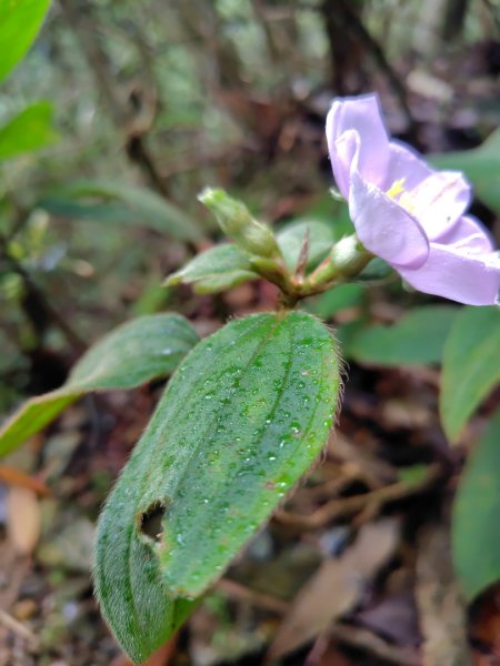 關刀山西峰 關刀山 關刀山東峰 西關刀山北峰 西關刀山北北峰2891028