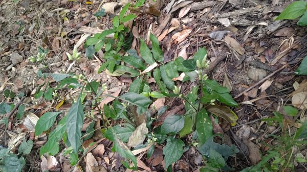 內樹尾、田中**山2708938