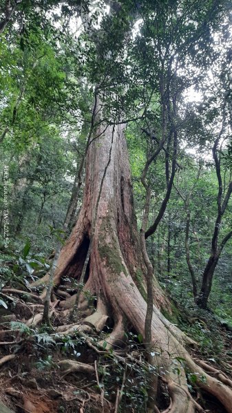 《新竹》斷崖神木｜北得拉曼步道小P繞202510172917555