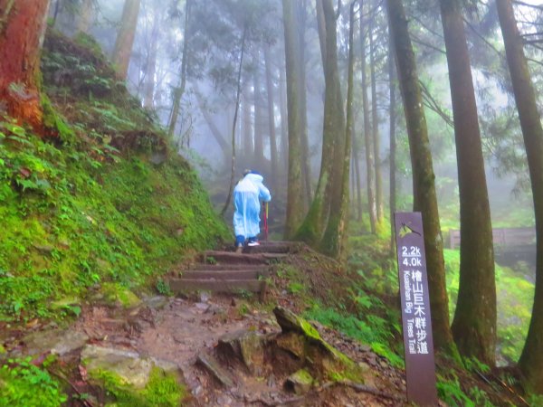 【新竹】觀霧迷幻森林：檜山巨木群步道1111974