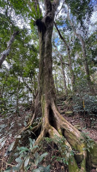 六龜警備道/茂林段/網子山～鳴海山2708189