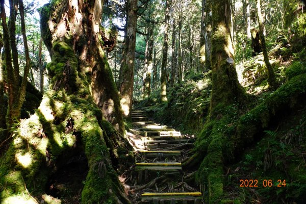 宜蘭 大同 太平山森林遊樂區 鐵杉林自然步道1743706