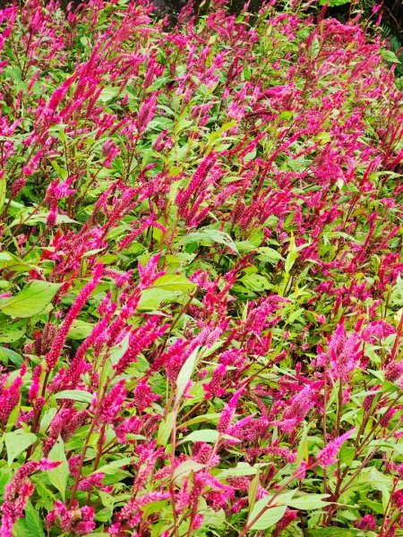 2025臺北大縱走第七段：世界山莊至飛龍步道政大後山2924005