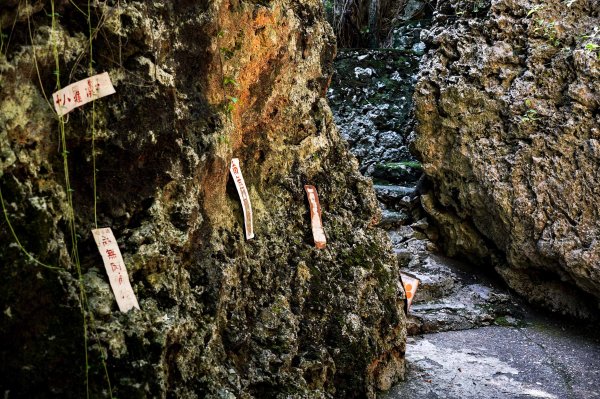 大崗山步道｜小百岳2812786