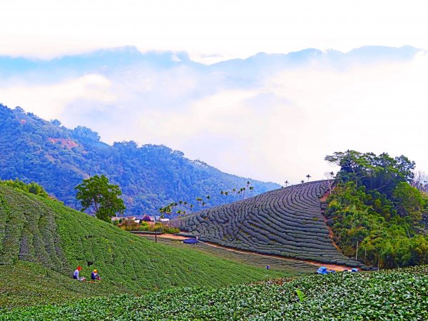 雲嘉五連峰 雲深不知處510958