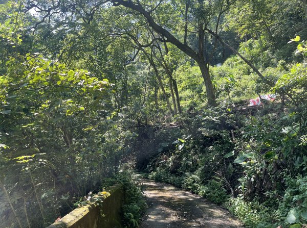 [皮皮獅Hike客任務-07/10] 2024_0831 大山背麒麟步道2586107