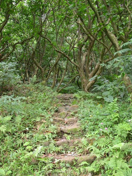 軍功山／中埔山1967229