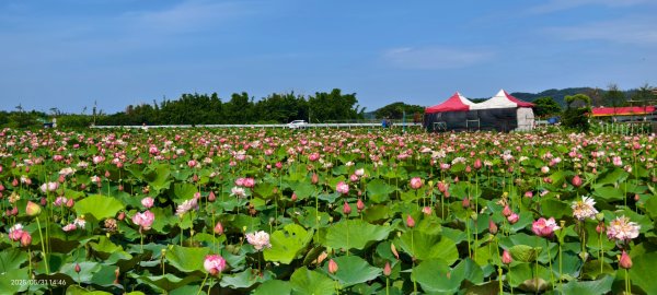 金山清水濕地 5/31 #牡丹蓮 #香水蓮2799966