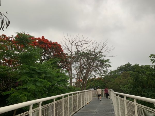 鳳凰花盛開的八卦山天空步道封面