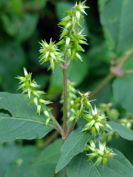 唐麻丹山 蝴蝶谷2918855