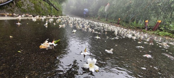 2025/05/11-丸田砲台遺址步道2784546