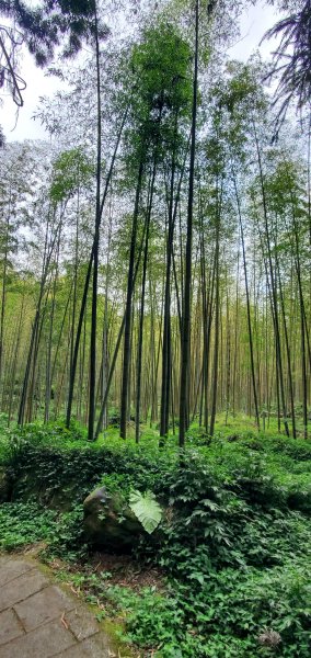 2024-05-19溪頭自然教育園區2508020