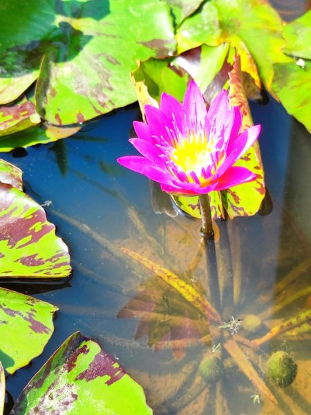 造橋車站-口山古道-鹿廚坑步道3039843