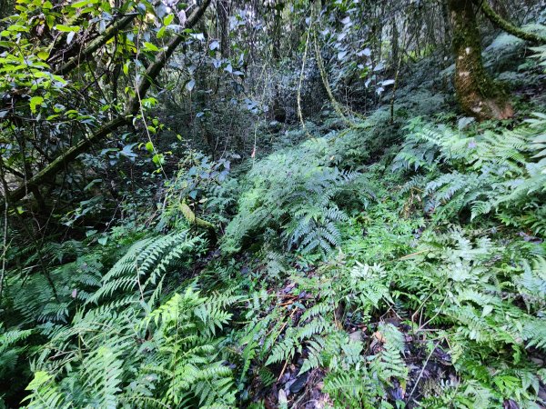 20241124布奴加里山2679112