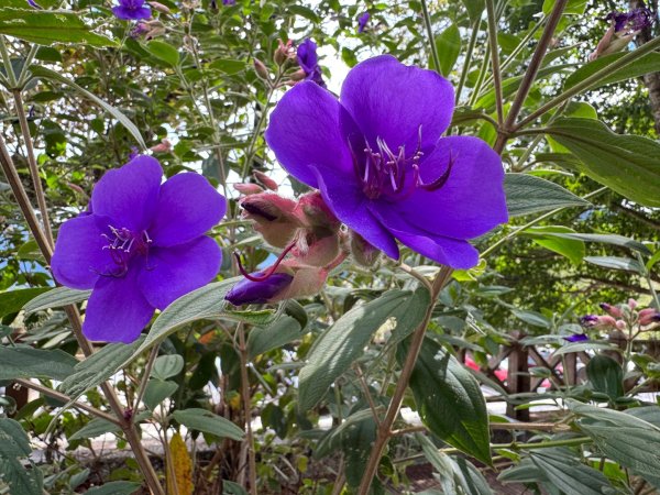 觀霧瀑布 賞鳥步道2926505