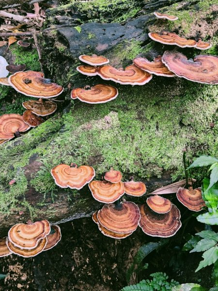 貴妃那結P 型縱走11310122621965