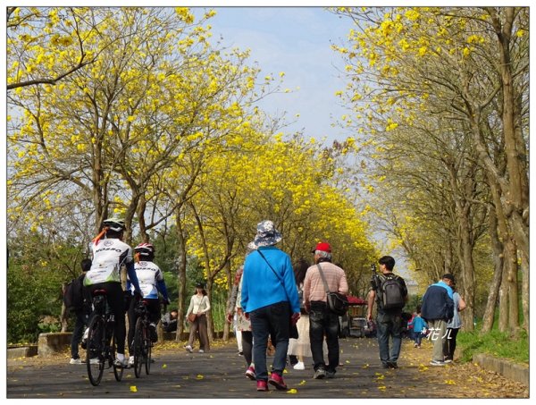 嘉義/朴子溪風鈴木874432