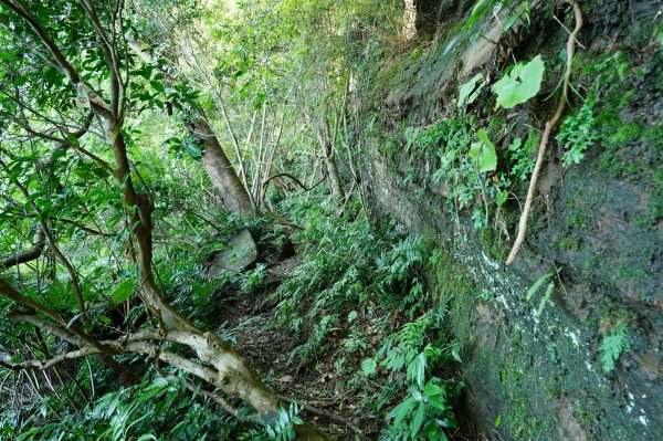 新北 三峽 金敏子山、詩朗山、塞口坑山、內金敏山2565615