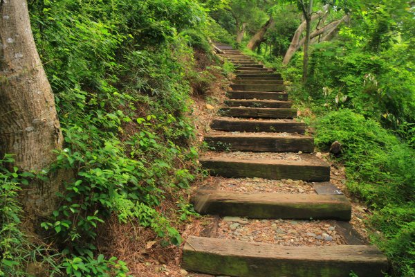 田中麒麟山森林步道 20190913691115