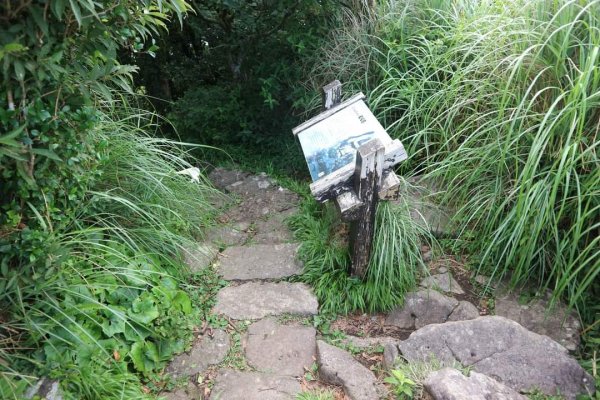 陽明山  菜公坑山 反經石   水車寮步道。林木蓊鬱  豐富的蕨類植披，絕佳避暑古道2174058