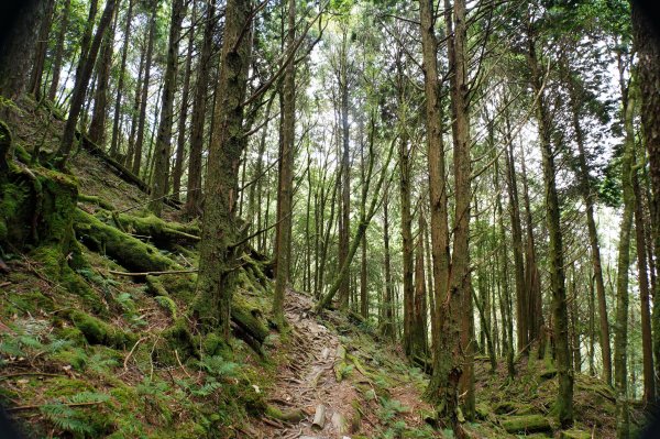 台中 和平 南松鶴山、八仙山、東松鶴山2877961