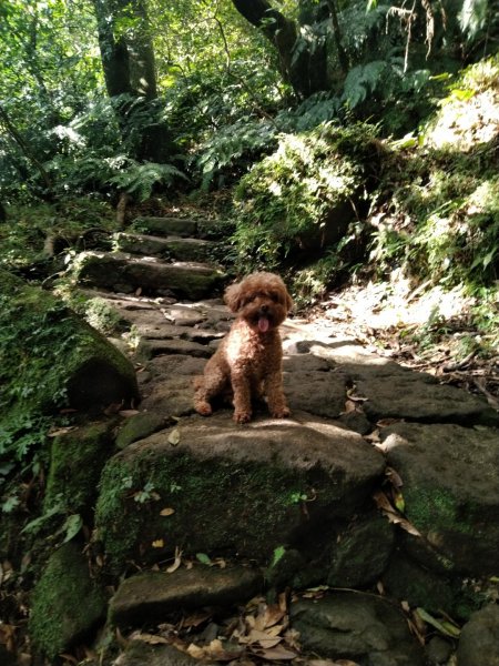 1081215陽明山主，東峰O型走走散步776224