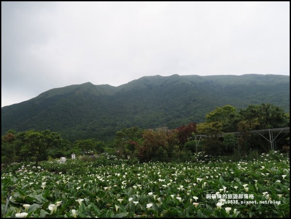 竹子湖繡球花季594237