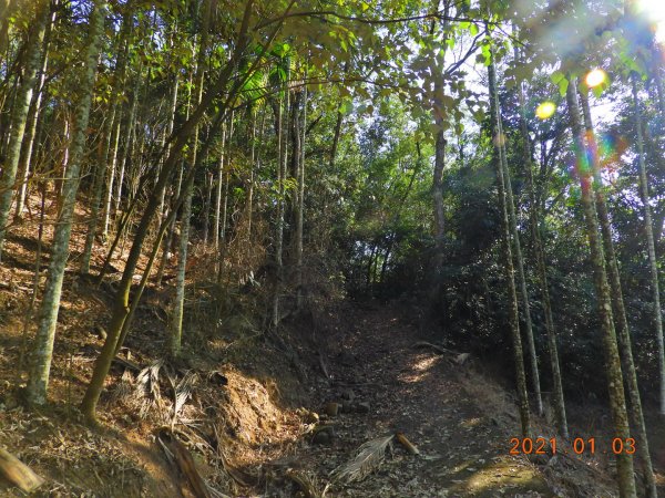 南投 國姓 梅島山1249987