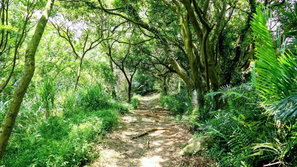 微笑山線百年大榕樹段2848401