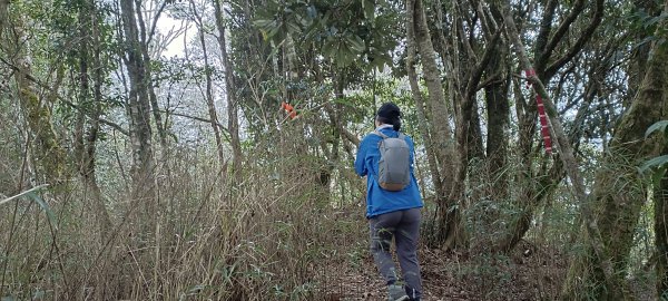 2024/03/09-石麻達山+屯野生台山連走2448857