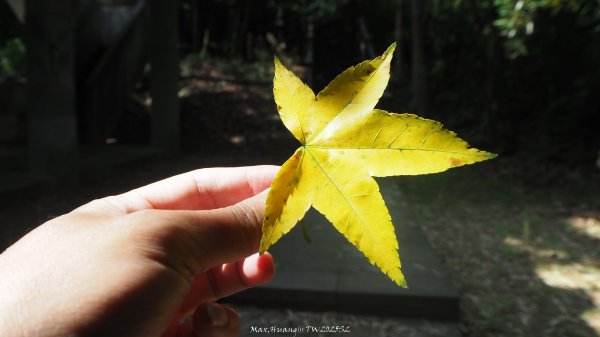 《台中》貓仔龍貓｜后里鳳凰山觀音山登山步道O繞202505042777228