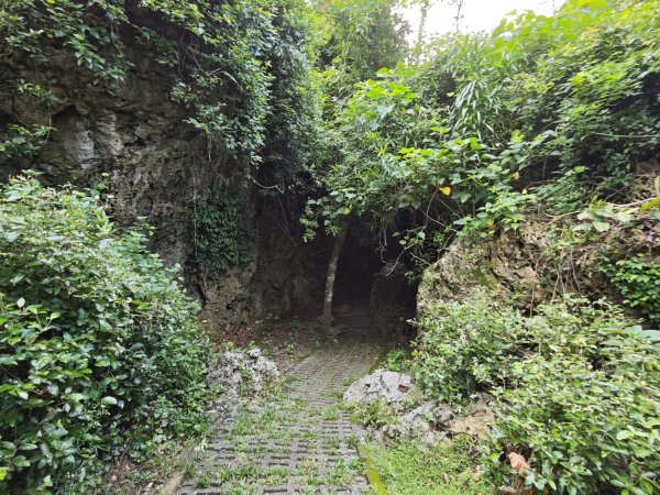 [百山百鳥尋旅-02/15] 2025_0809 社頂自然公園步道2856969