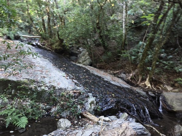 [皮皮獅探險隊-11/10] 2025_1010 隱藏任務–司馬庫斯神木群步道2912326