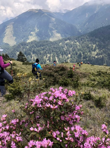 合歡山五座百岳賞杜鵑花587135