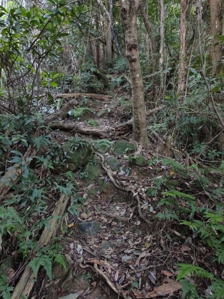 2024.11.29 騎龍山+騎龍古道2990399