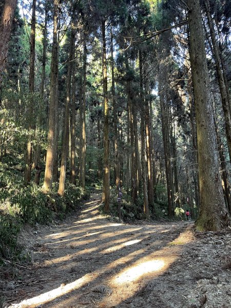 神阿古道原路來回 加碼阿里山賞櫻花 2023/03/242083954