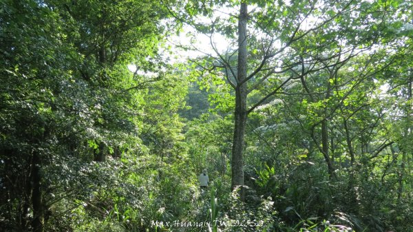 《苗栗》古道柳杉｜雲洞宮鳴鳳古道南長城步道登三湖山202505022777132