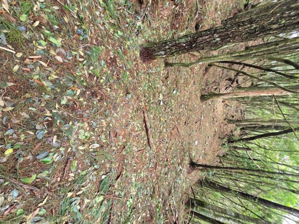 谷關七熊馬崙山2748803