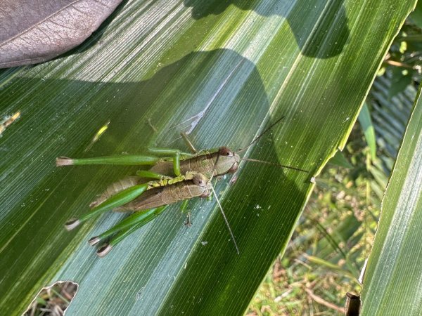 高雄美濃月光山2734929